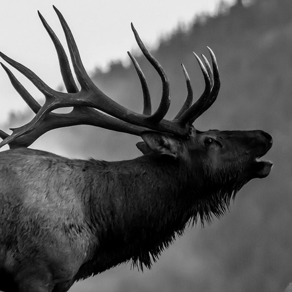 elk